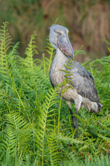Shoebill
