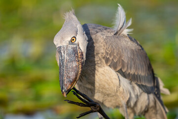 Shoebill close up portrait