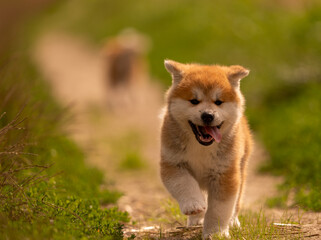 chiot akita heureux courant vers le photographe, son frère de porté en bokeh