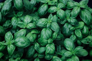 Obraz premium basil - close up of basil seedlings seen from above - green