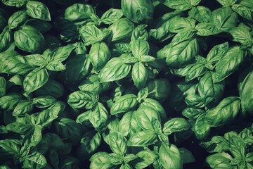 basil - close up of basil seedlings seen from above - green - obrazy, fototapety, plakaty