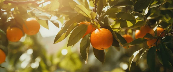 Foto op Plexiglas orange tree branches in the garden © Olga