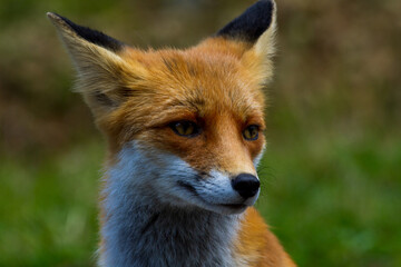 Fox