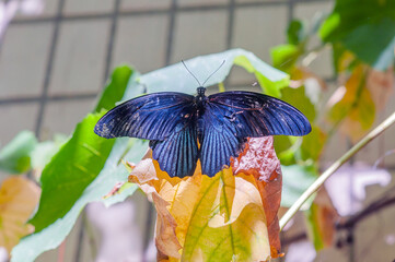 butterfly on a flower