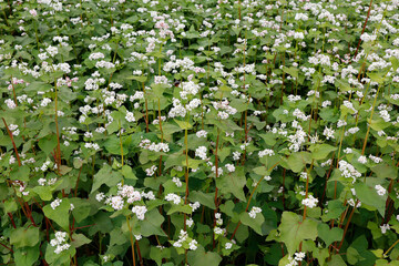 Ideal for a range of creative applications, from web design to print media, this Buckwheat flower...