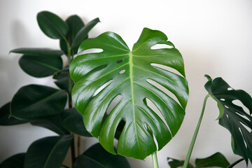 Cheese plant, Monstera plant in pot close-up, potted monstera houseplant, big green shiny leaf.