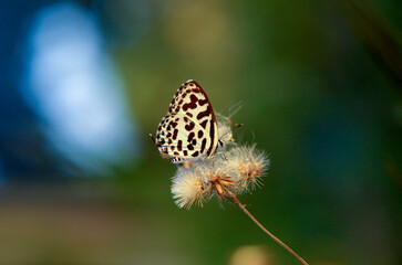Castalius rosimon butterflies have black spots name is common pierrot on green leaves.Tiger butterfly pollinating a flower,Black and white butterfly on green branch