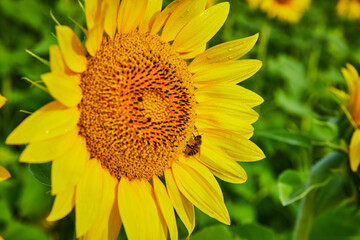 Bee pollinating sunflower close up macro view of petals and seeds