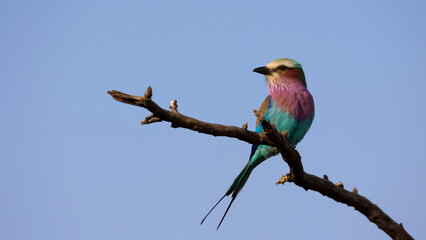 a lilac-breasted roller perched on a branch