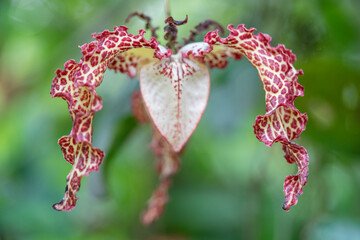 African or Calabash nutmeg