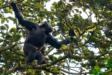 Fototapeta premium Chimpanzee in a tree