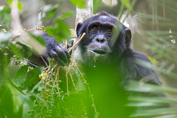 Chimpanzee amongst green leaves