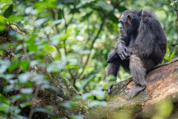 Chimpanzee in the forest