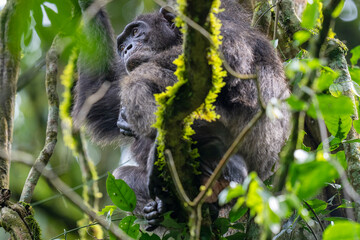 Chimpanzee in a tree