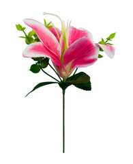 pink lily flower bouquet isolated