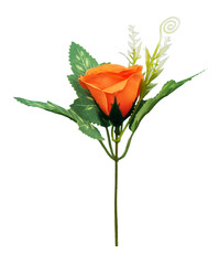 orange rose with leaf isolated