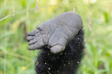 Mountain gorilla foot © Staffan Widstrand