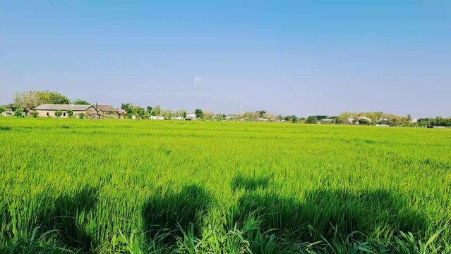 Elevate your project with cinematic B-roll footage of vibrant green rice fields under a brilliant blue sky. Perfect for a touch of natural beauty
