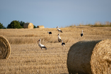 Fototapeta premium Storks ( Ciconiidae ) on a stubble field between hay bales