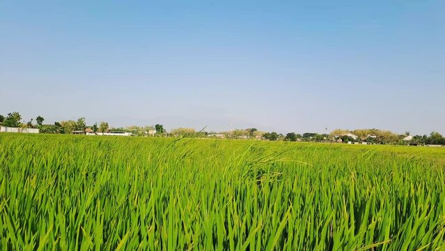 Elevate your project with cinematic B-roll footage of vibrant green rice fields under a brilliant blue sky. Perfect for a touch of natural beauty