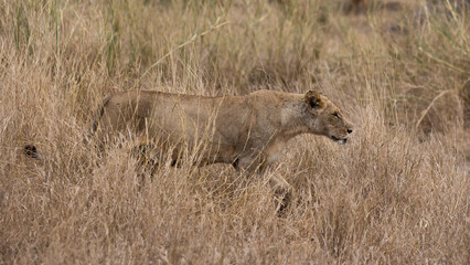 a lioness blending into the grass