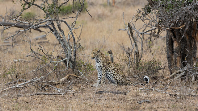 a leopardess on the move in the open