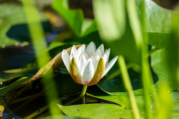Blooming white water lily on a summer day.