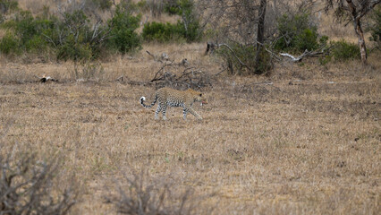 a leopardess on the move in the open