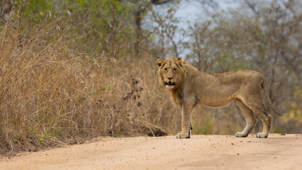 a young male lion on the road