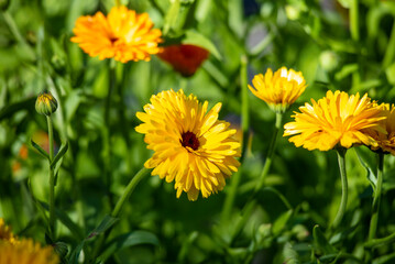 Marigold flower in the real garden, shallow depth of the field.