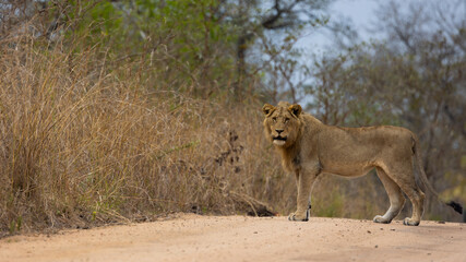 a young male lion on the road