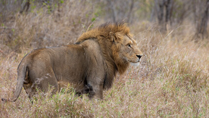 Big male lion close-up