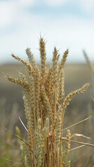 spikelets of golden wheat in the field. Ripe big golden ears of wheat on a yellow background of the field. nature. The idea of a rich summer harvest, agriculture, agro-industrial complex for food.