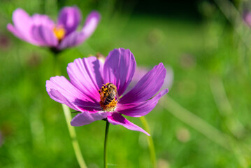 Fototapeta premium Cosmos bipinnatus, commonly called the garden cosmos or Mexican aster.