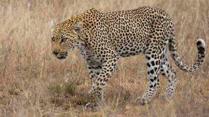 a female leopard close up