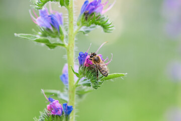 A bee collects honey on blue flowers on nature. macro photo of insects. delicate meadow flower. european honey bee. pollination of plants in nature. spring time