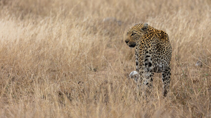 a female leopard close up