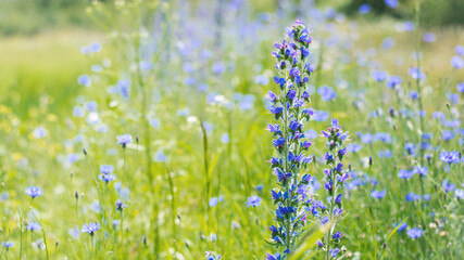 Echium vulgare. beautiful wildflowers. blue flowers, summer floral background. close-up. bokeh....