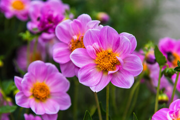 Gorgeous Pink dahlia flower in real garden. Shallow depth of field.