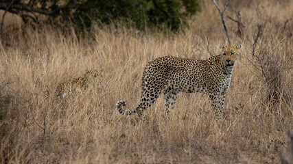 leopardess and her sub adult cub 