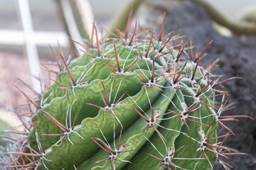 C&aacute;ctus del desierto de Mexico
