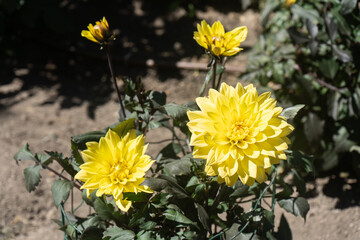 Flores de dalia en el jardín botánico de Madrid