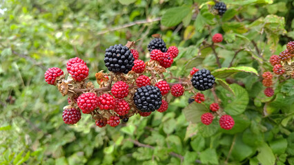 red and black blackberries in summer - 650700197