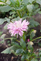 Flores de dalia en el jardín botánico de Madrid