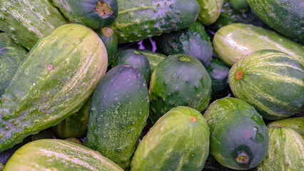 watermelons and melons