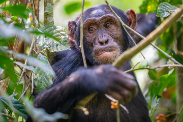 Chimpanzee in a tree