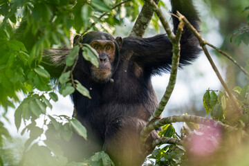Chimpanzee in a tree