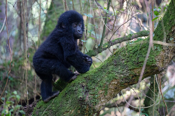 Mountain gorilla