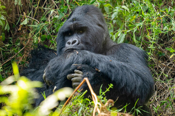 Mountain gorilla