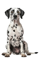 Dalmatian dog sitting, front view isolated on white background